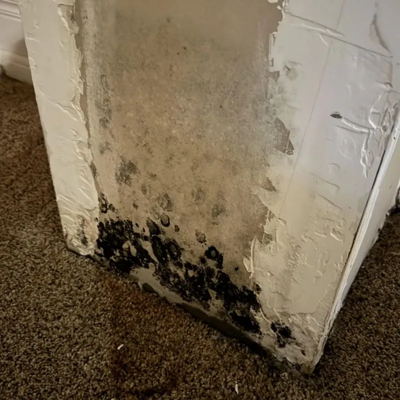 Professional Mold Removal in Nappanee, IN